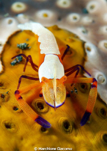 The face
Nikon D200, 60 micro , twin strobo
Lembeh strait by Marchione Giacomo 
